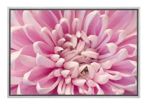 A Pink Bloom | Flower Wall Art Print
