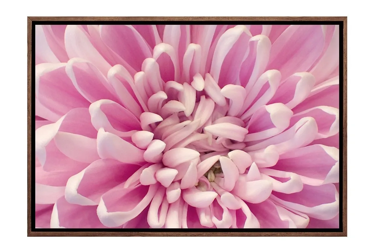 A Pink Bloom | Flower Wall Art Print