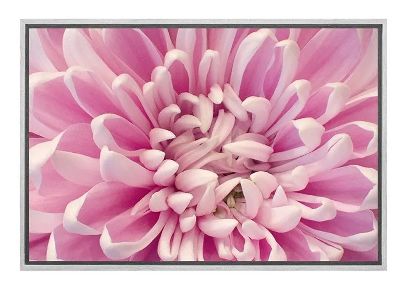 A Pink Bloom | Flower Wall Art Print