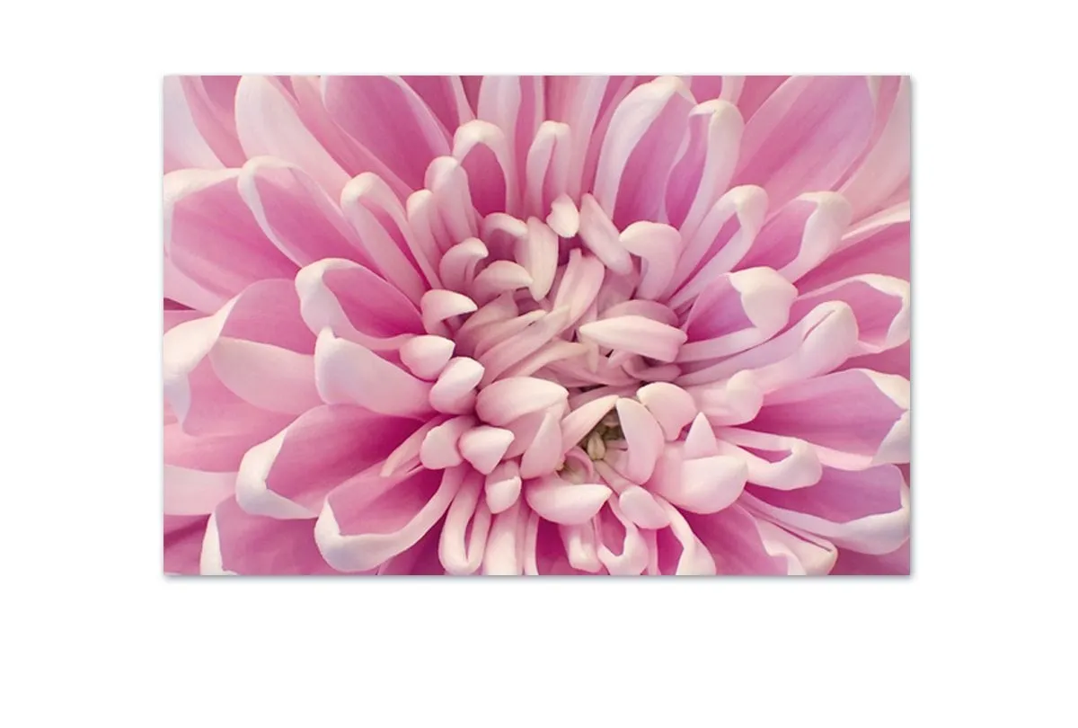 A Pink Bloom | Flower Wall Art Print