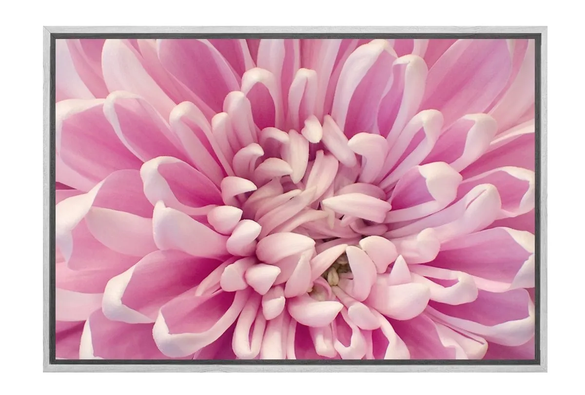 A Pink Bloom | Flower Wall Art Print