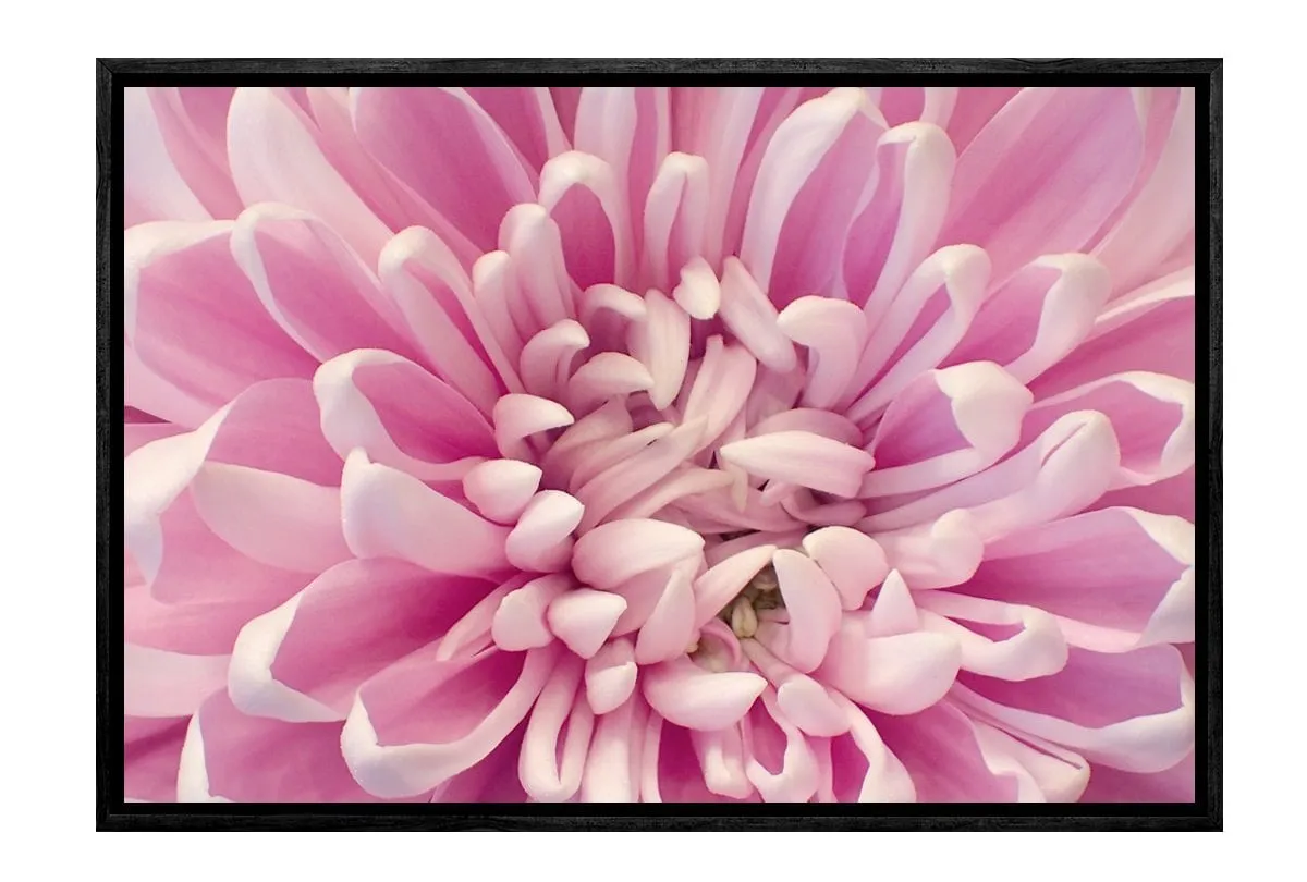A Pink Bloom | Flower Wall Art Print