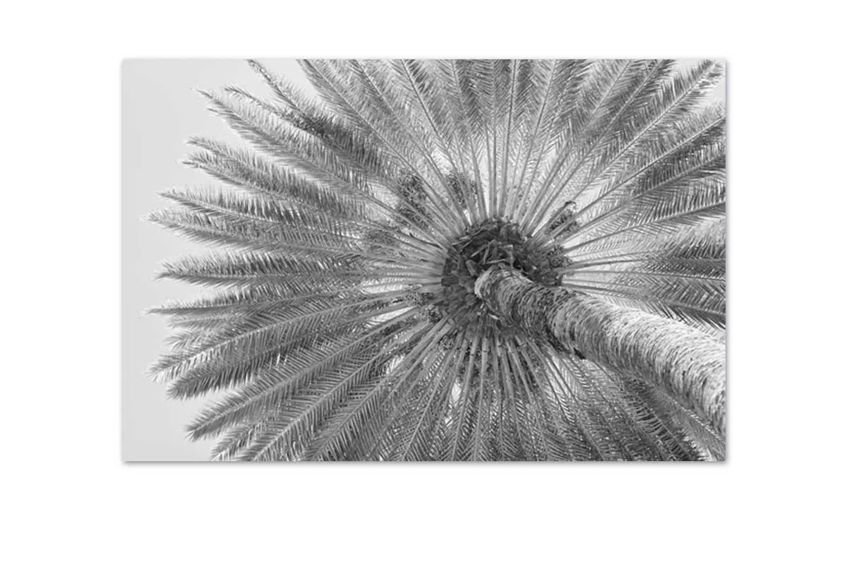 B&W Palm from Below | Canvas Wall Art Print
