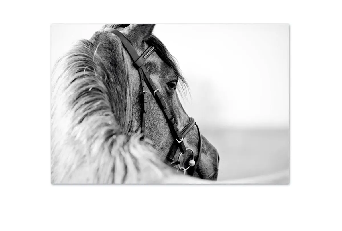 Horse | Canvas Wall Art Decor