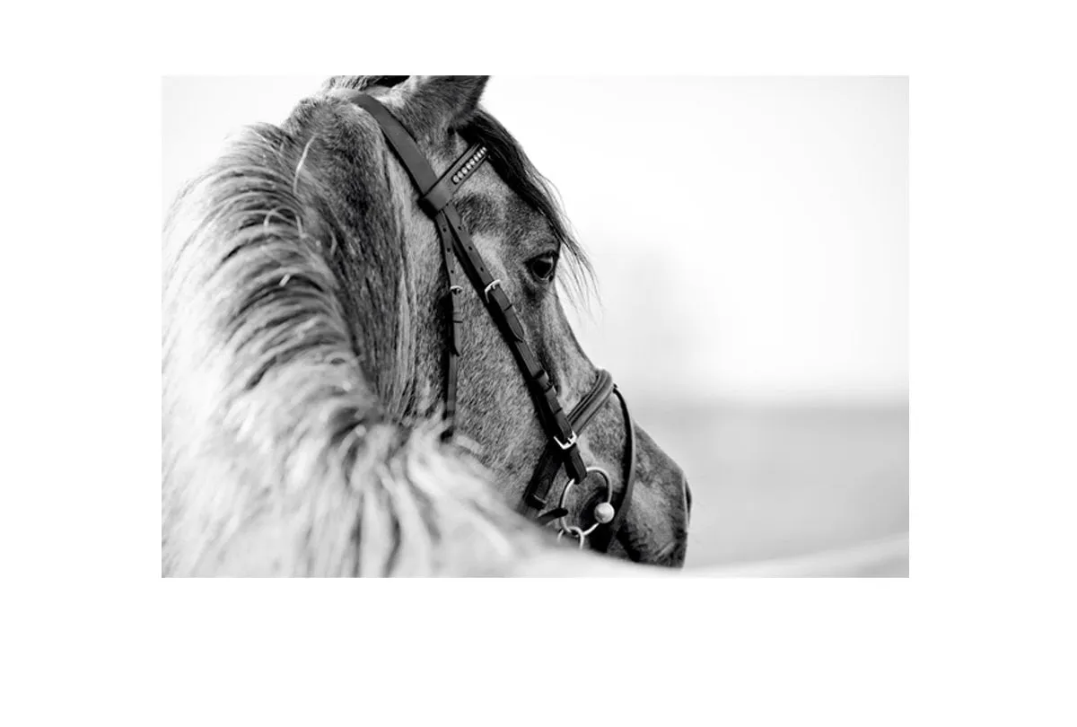 Horse | Canvas Wall Art Decor
