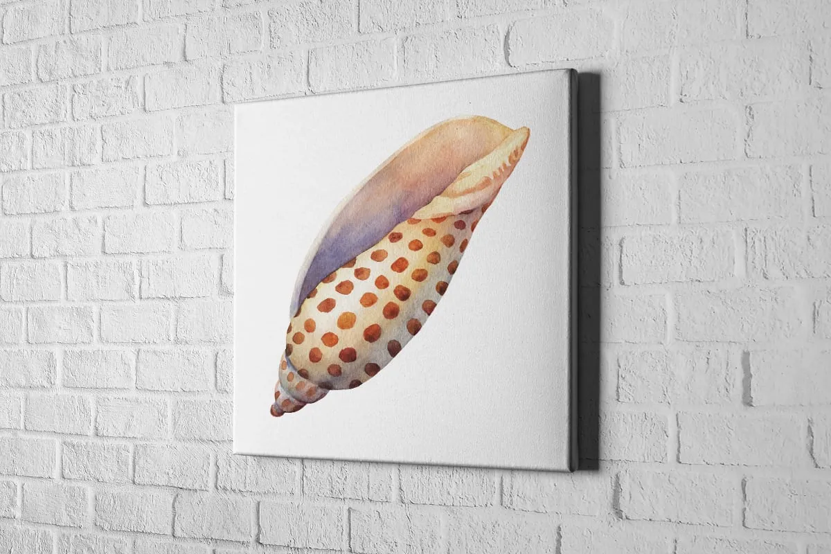 Junonia Sea Shell | Canvas Wall Art Print