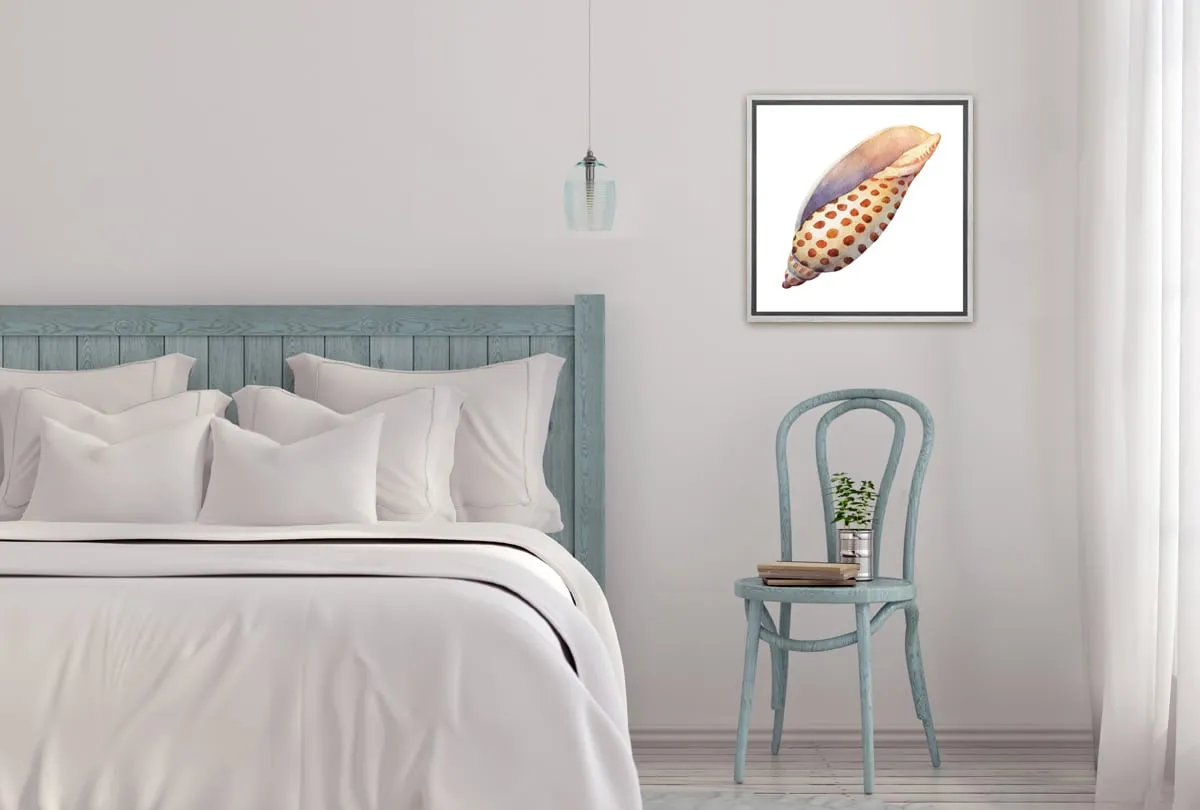 Junonia Sea Shell | Canvas Wall Art Print
