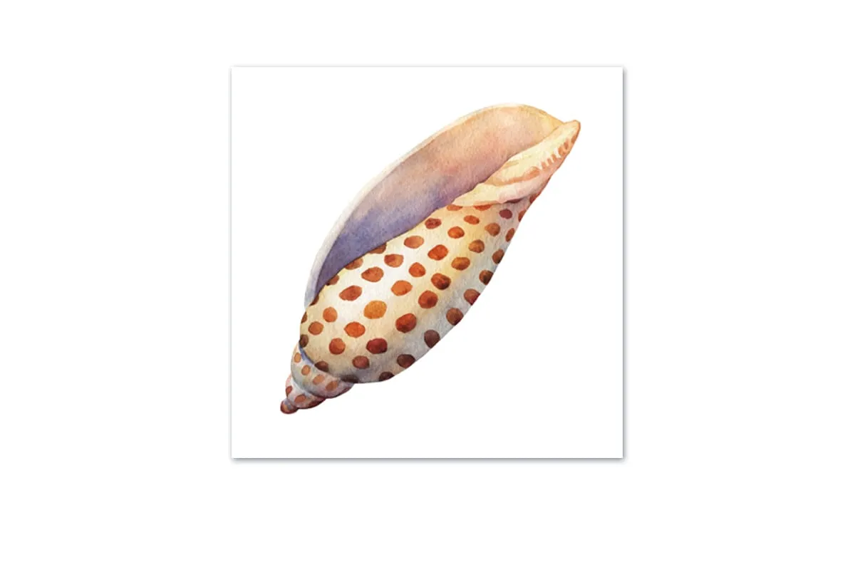 Junonia Sea Shell | Canvas Wall Art Print