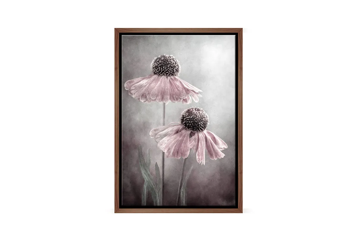 Lilac Cone Flower | Flower Wall Art Print