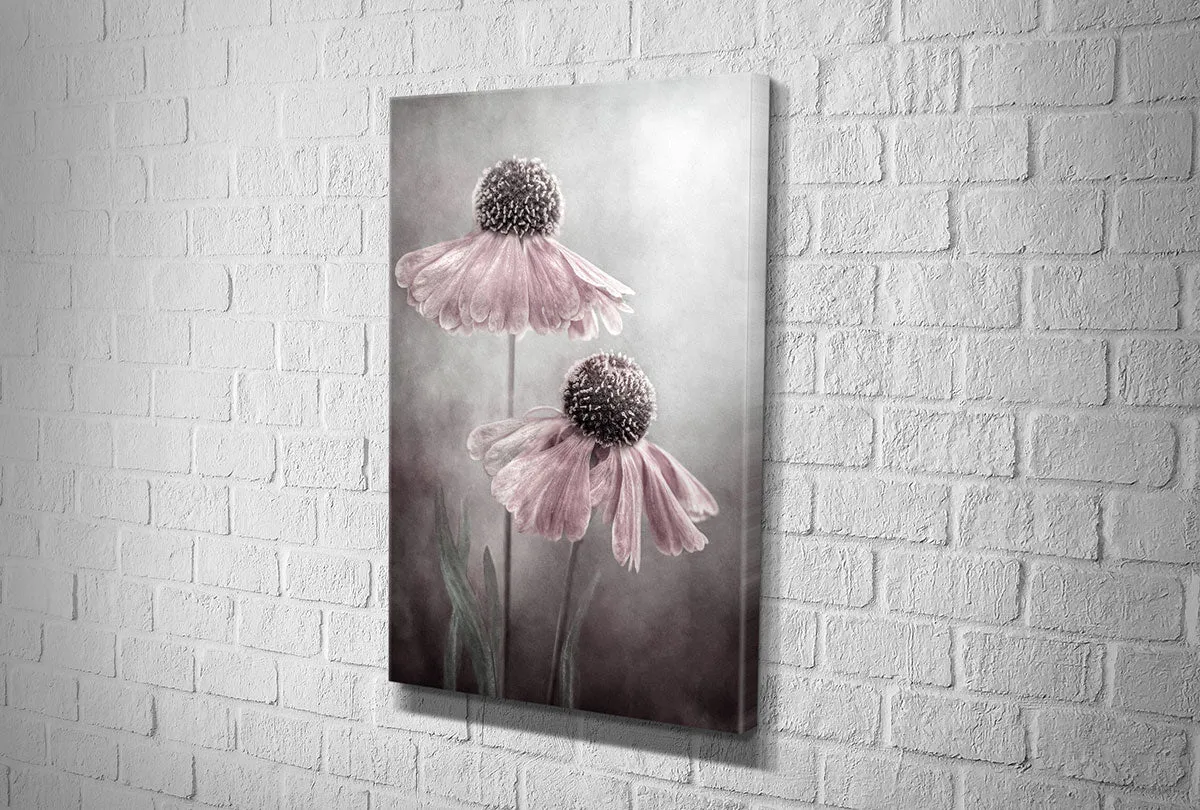 Lilac Cone Flower | Flower Wall Art Print