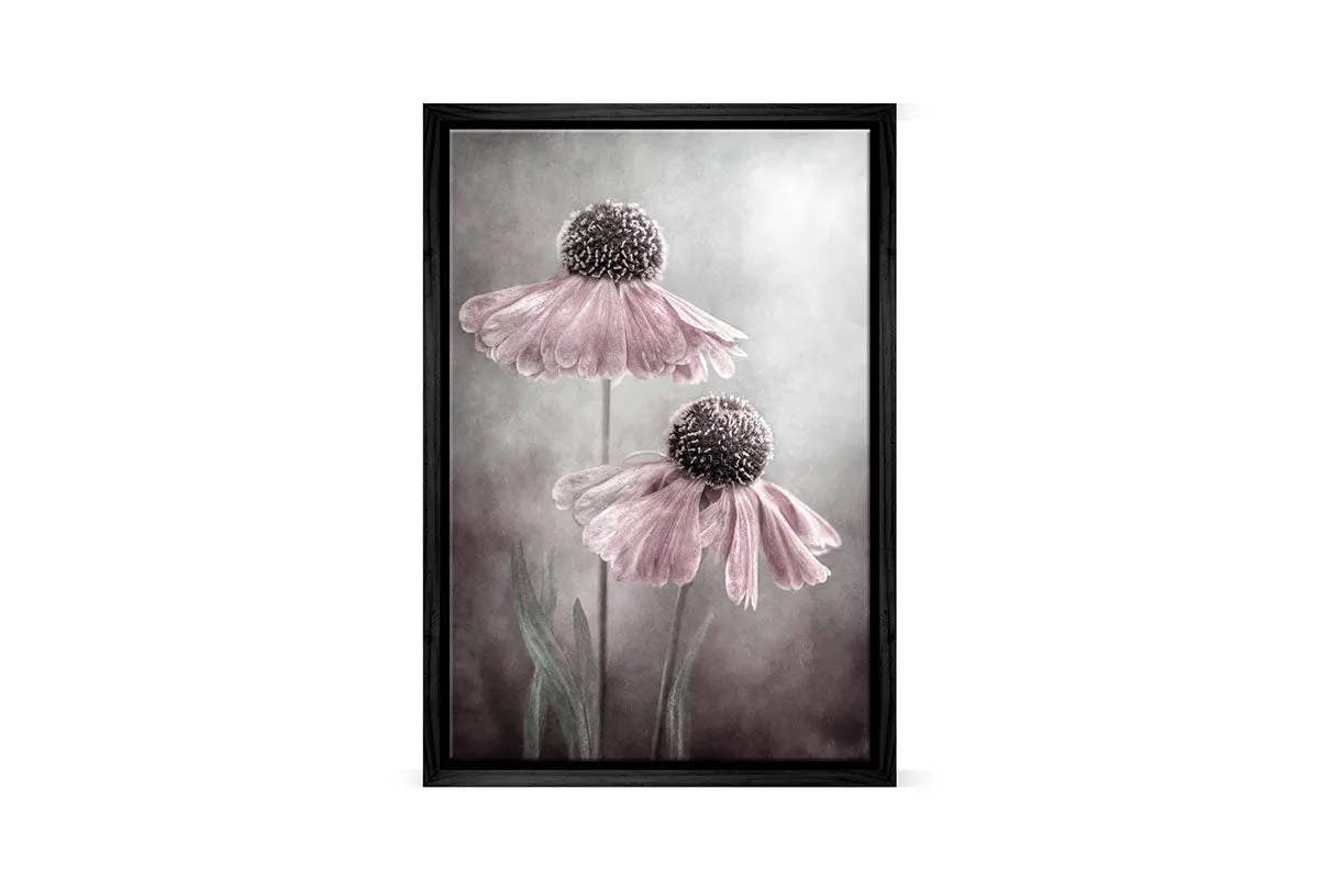 Lilac Cone Flower | Flower Wall Art Print