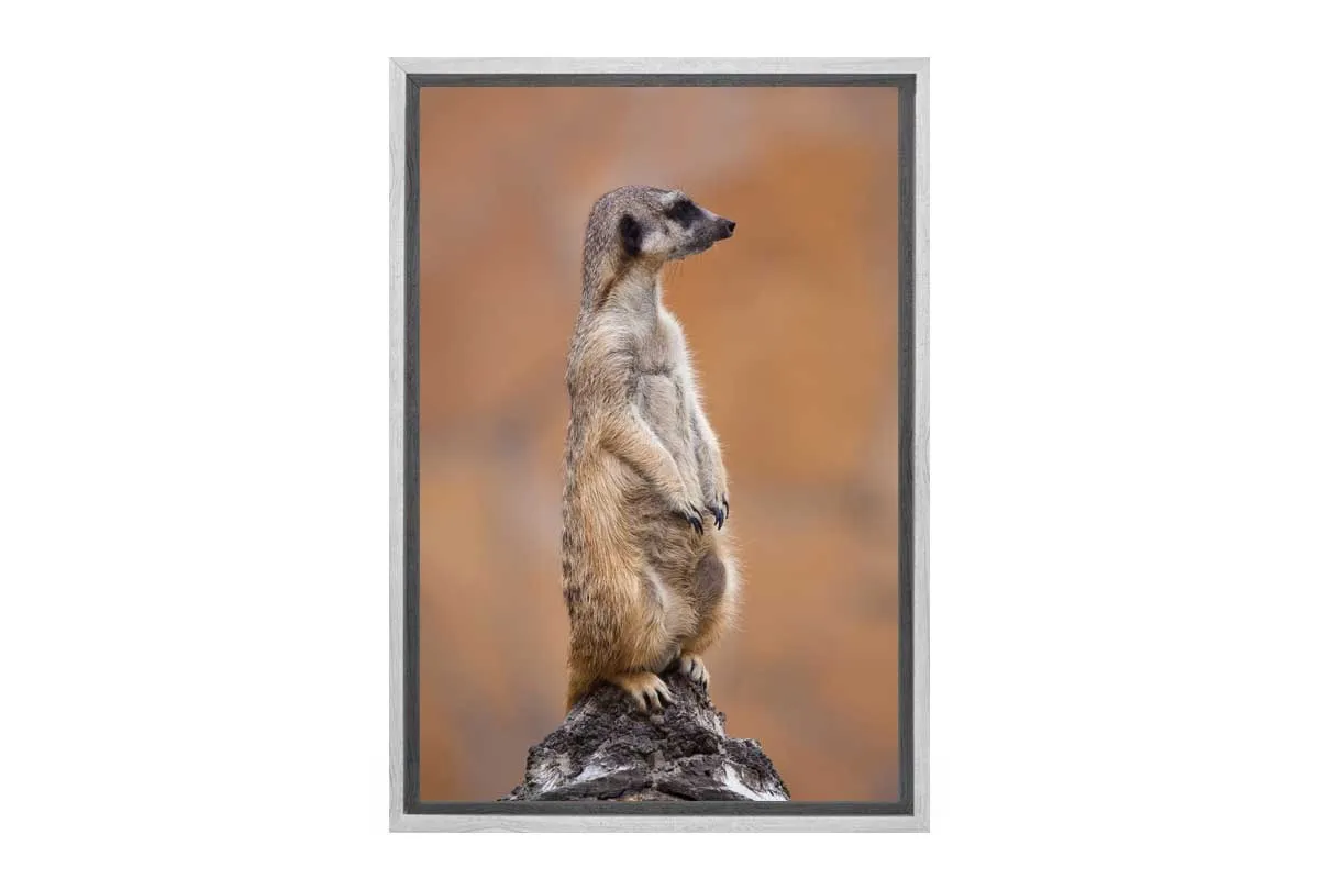Meerkat | Canvas Wall Art Print