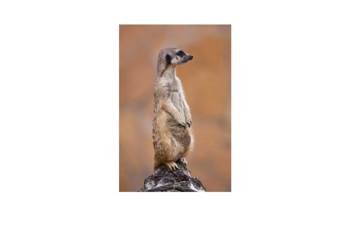 Meerkat | Canvas Wall Art Print