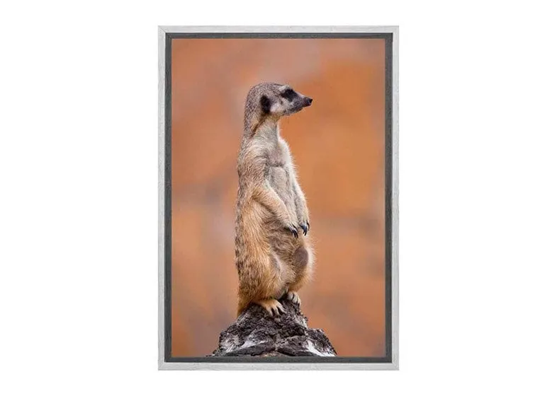 Meerkat | Canvas Wall Art Print