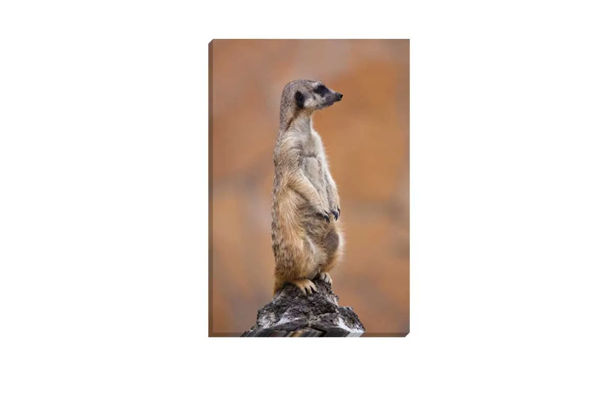 Meerkat | Canvas Wall Art Print