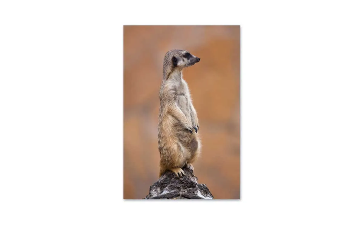 Meerkat | Canvas Wall Art Print